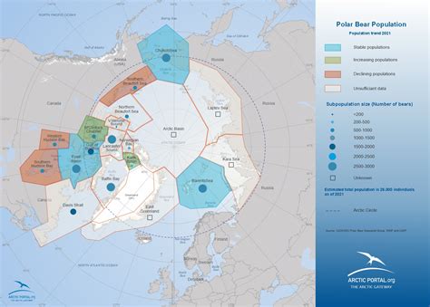 Polar Bear Population & their curious behavior - Arctic Portal