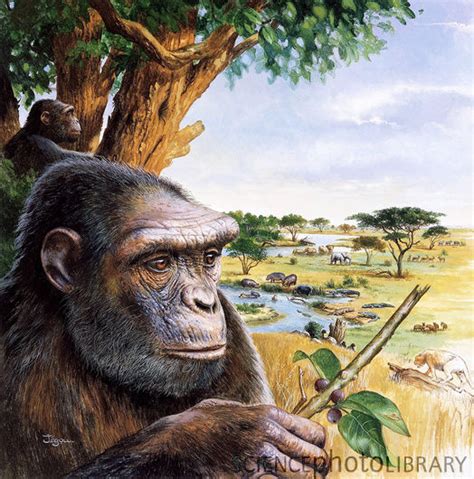 Palaeos Vertebrates Primates: Homininae