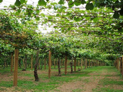 Is it a vine, a tree or a bush? | Kiwi fruit, Fruit trees, Plants