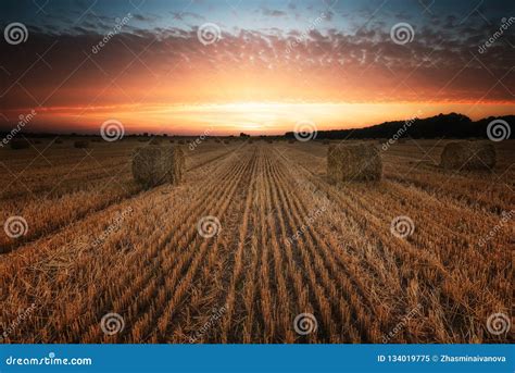 Summer field at sunset stock image. Image of landscape - 134019775