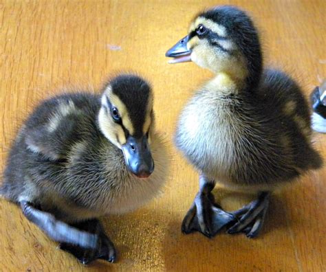 What I Have Learned About Rouen Ducklings as a Newb | Anna Banana ... | Ducklings, Rouen, Rouen duck