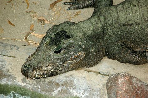 Dwarf Crocodile - A-Z Animals