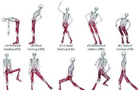 Results of the proposed static posture for all the activated muscles ...