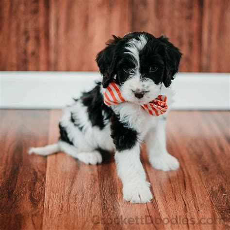 This Springerdoodle pup is so ready for some fun | Doodle puppy ...