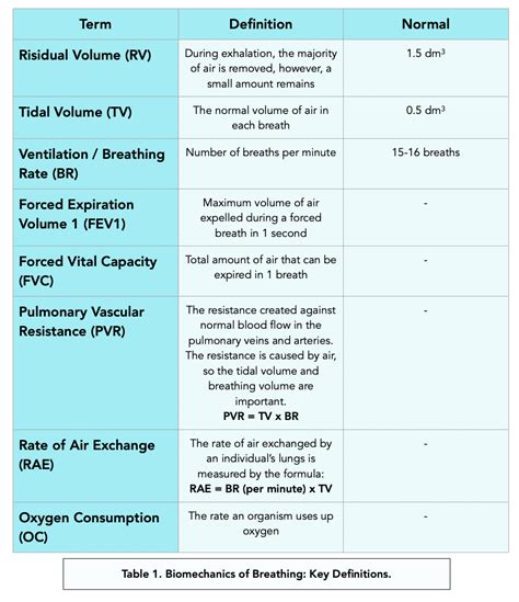 Process Of Respiration Pulmonary Ventilation | Hot Sex Picture