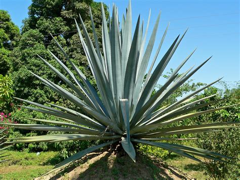 File:Agave tequilana 2.jpg - Wikimedia Commons