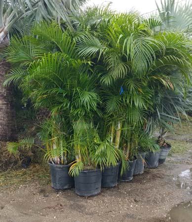 How to Care For Your Areca Palm Tree Hedges In Florida