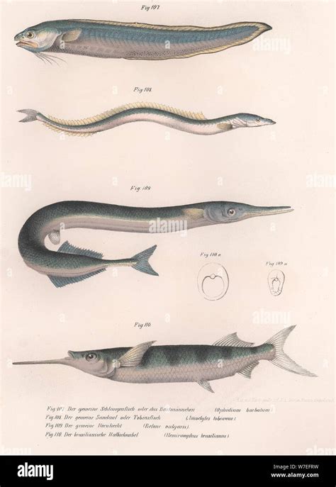 Common snake fish. Common sand eel. Common Hornhecht. Brazilian halfbeak, c.1850s. Artist ...