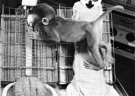 Harlows Monkey Experiment Greeting Card for Sale by Photo Researchers, Inc.