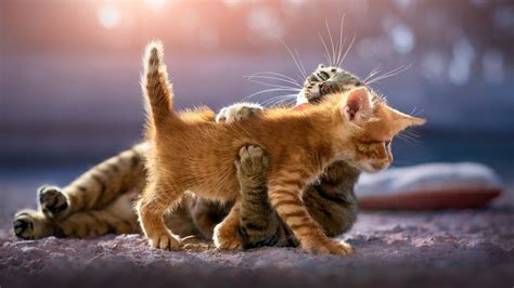 Kitten Hd Images - Cat HD Wallpapers 1080p (64+ images) - On this page you will find a lot ...