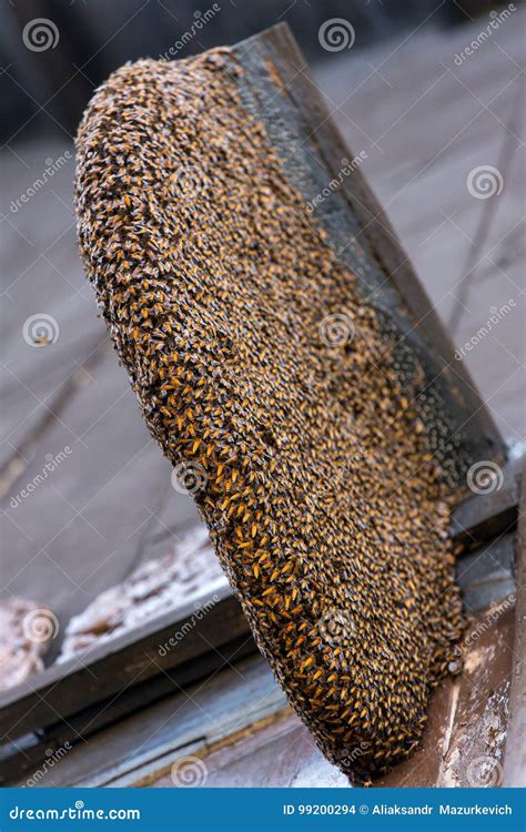 Nest of wild bees on house stock photo. Image of garden - 99200294