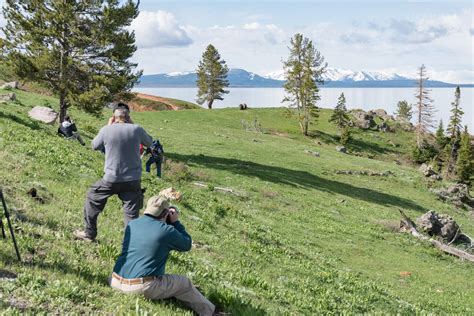 How to Find and Photograph Bears in Yellowstone | PetaPixel