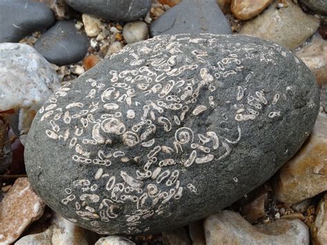 fossil hunting in charmouth | … | Flickr - Photo Sharing!