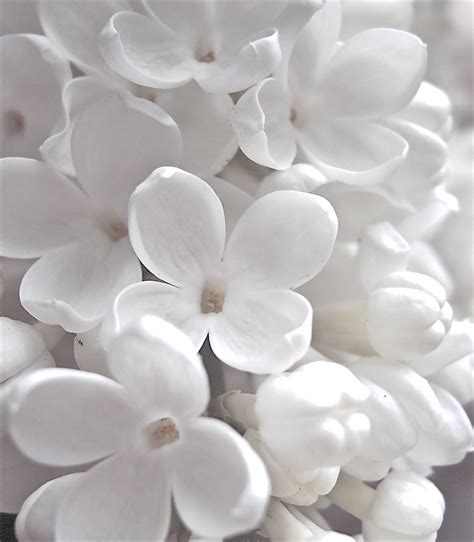 B a r S a n Aesthetic Colors, White Aesthetic, White Flowers, Beautiful ...