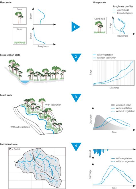 4. Conceptual diagram of the effect of riparian vegetation on discharge... | Download Scientific ...