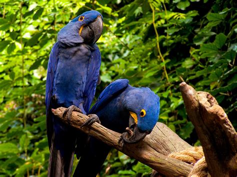 Macaw Parrot Wallpapers | Fun Animals Wiki, Videos, Pictures, Stories