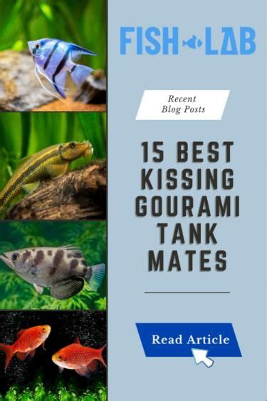 Discover the Top 15 Best Pretty Fish Kissing Gourami Tank Mates!│FishLab | Kissing gourami ...