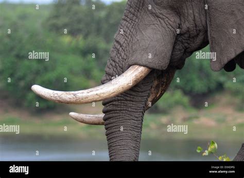 Photos of Africa, African Bull Elephant tusks from side Stock Photo - Alamy