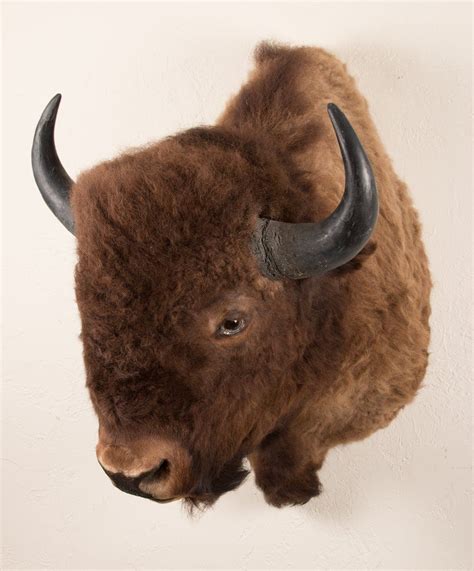 Buffalo Head Mount