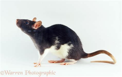 White-bellied black rat photo - WP10641