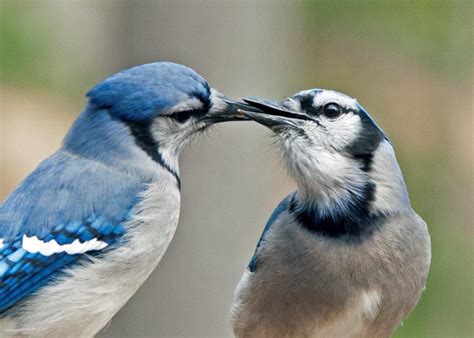 More Signs of Spring - UPDATE March 31, 2019 - The Wildlife Research Institute