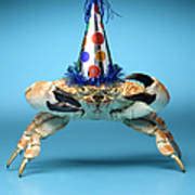 Crab Wearing Birthday Party Hat Poster by Jeffrey Hamilton - Photos.com
