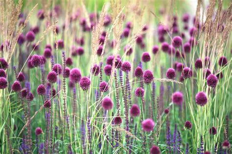 Allium sphaerocephalon (Drumstick Allium)