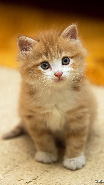 Cute Baby Cat, Cute Cat, Kitten HD phone wallpaper | Pxfuel