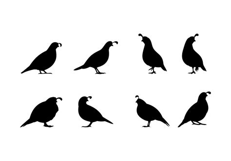 Standing Quail Silhouette Free Vector 172525 Vector Art at Vecteezy