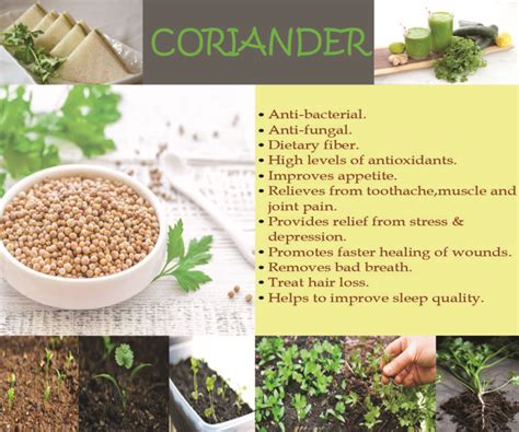 coriander-health-benefits - Veggies Info | Veggies Info