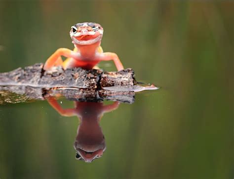 winking | Cute lizard, Animals, Nature photos