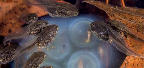 Frog Friday: Tadpoles | Virginia DWR