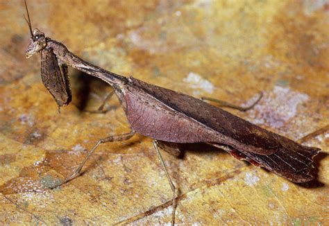 Male Dead-leaf Mantis Photograph by Dr George Beccaloni - Pixels