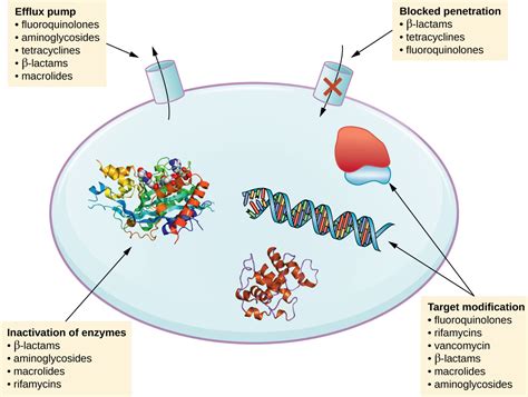 10.7: Mechanisms for Resistance - Biology LibreTexts