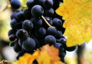 Fall Grapes | Great fall shot in High Sierras in Northern Ca… | Spencer Graham | Flickr