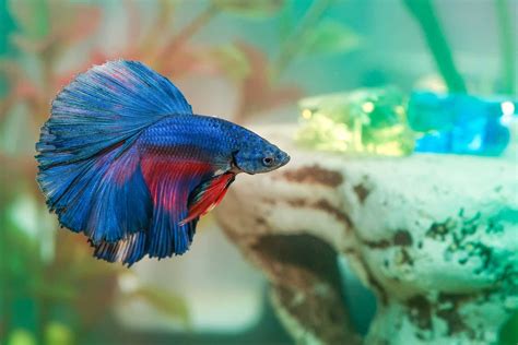 Betta Fish Care: Guide and Tips for Raising Bettas | Fishkeeping World