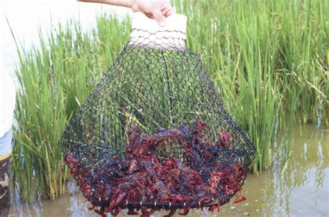 Harvesting - Louisiana Crawfish