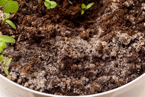 Why Mold Is Growing in Your Houseplant Soil