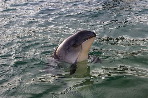 The Six Species Of Porpoises Living In The World Today - WorldAtlas.com