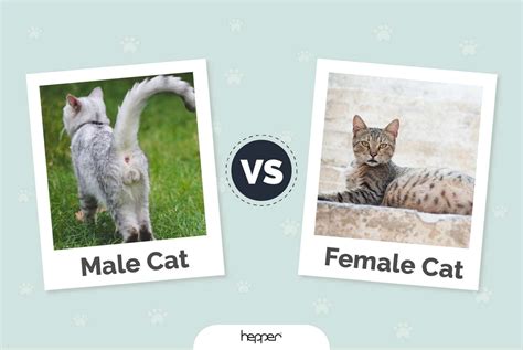 Male vs Female Cat: Key Differences (With Pictures) | Hepper