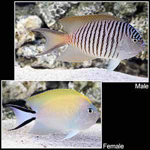 12 Reef Safe Angelfish (Dwarf & Large Varieties) | Reef Tank Resource