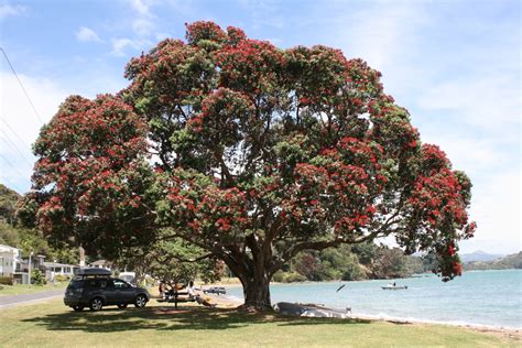 New Zealand Christmas Tree - Pohutukawa ~ Oldbear News