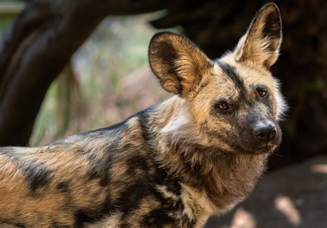 African Painted Dog - Los Angeles Zoo and Botanical Gardens