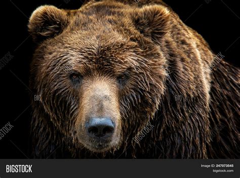 Front View Brown Bear Image & Photo (Free Trial) | Bigstock