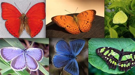 A Rainbow of Butterflies | Mental Floss