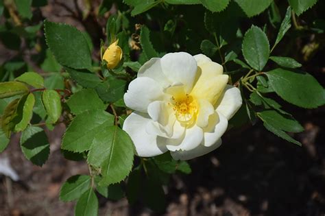 Sunny Knock Out Rose (Rosa 'Radsunny') in Milwaukee Brookfield Waukesha ...