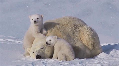 Polar Bear Cubs Cuddling With Mother | Gifrific