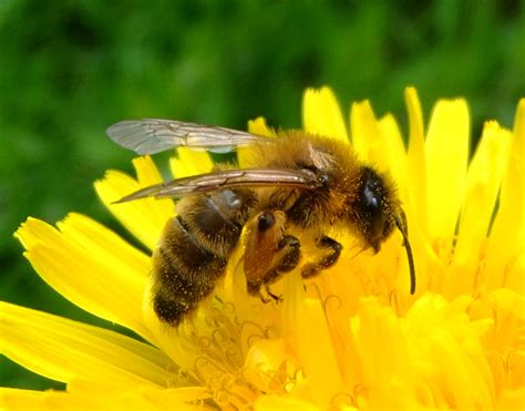 File:Honey bee on a dandelion, Sandy, Bedfordshire (7002893894).jpg ...