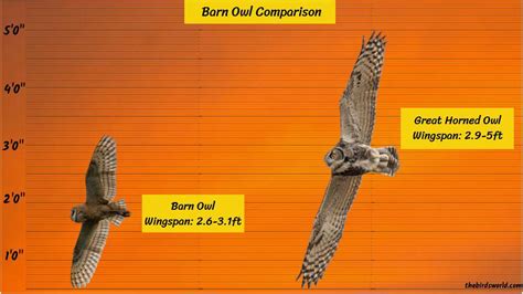 Barn Owl Size: How Big Are They Compared To Others?