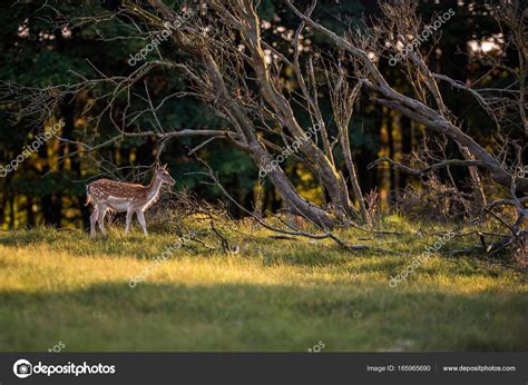 Fallow deer doe in field — Stock Photo © ysbrand #165965690